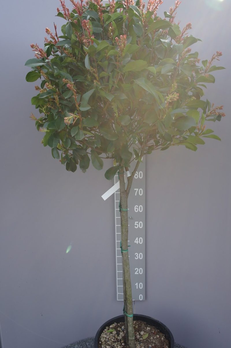 Photinia Red Robin op stam