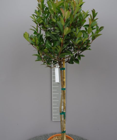 Photinia fraseri Louise