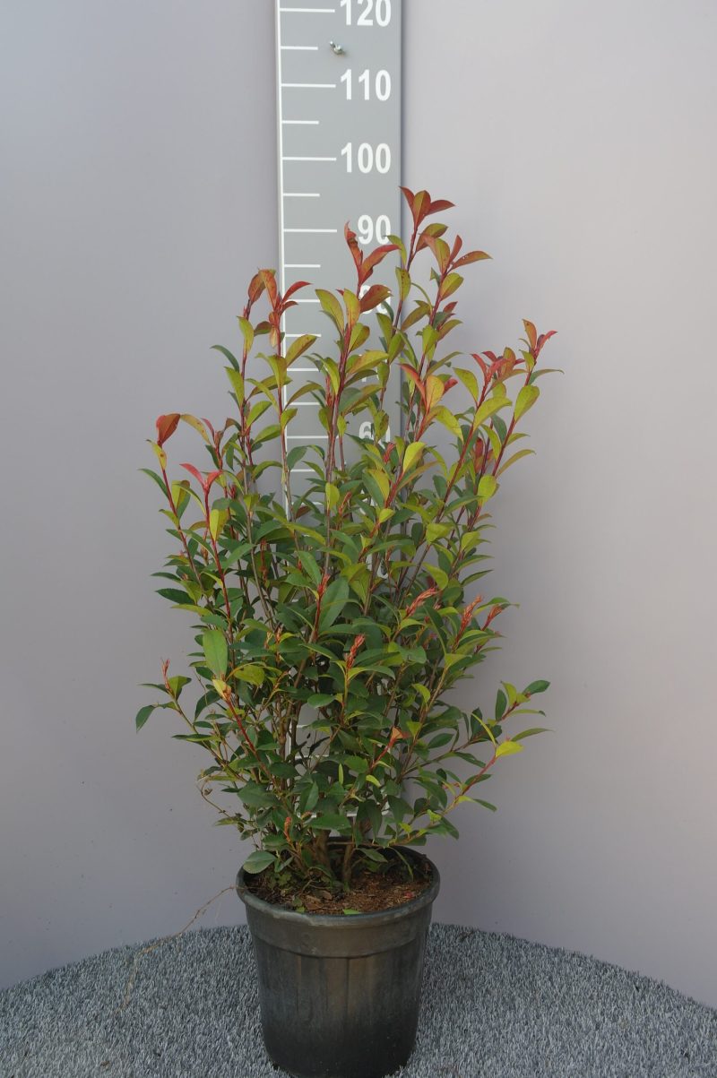 Photinia Robusta Compacta