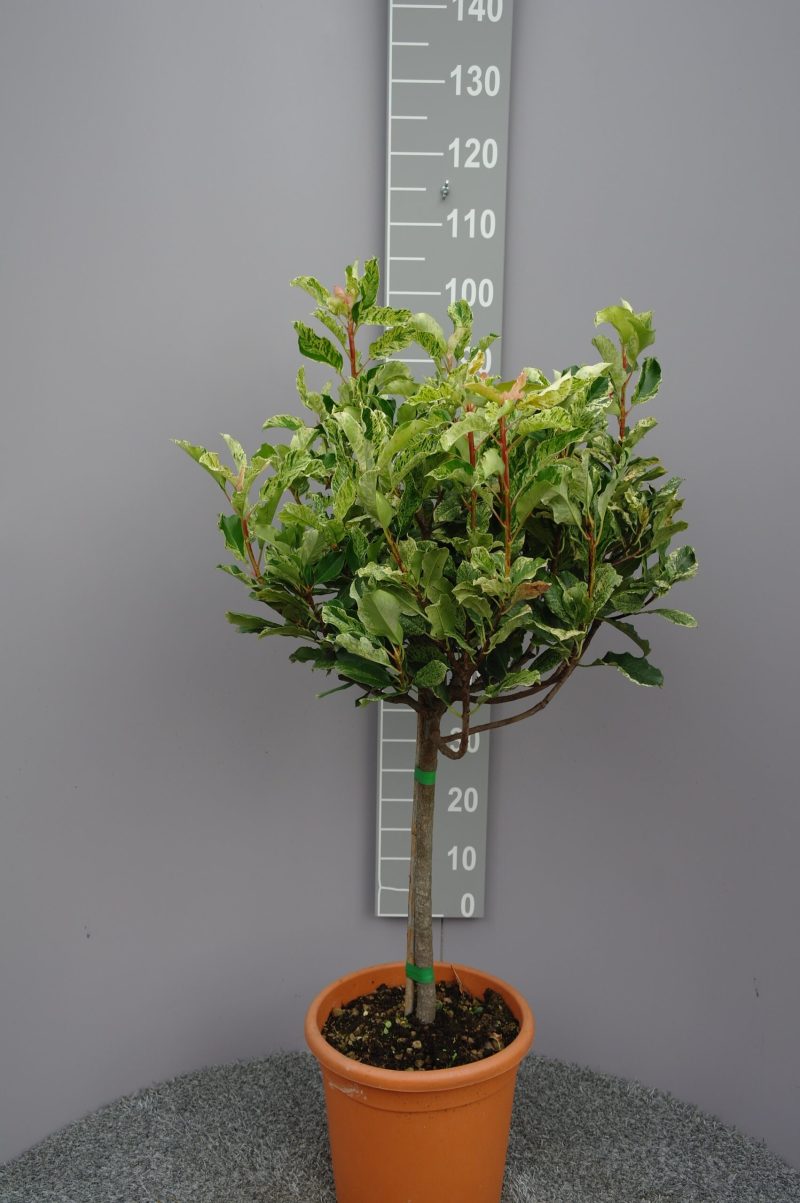 Photinia serratifolia 'Pink Crispy'