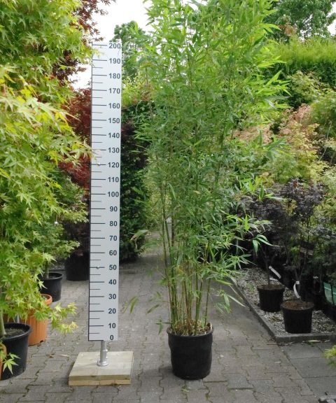 Bamboe Phyllostachys Aurea