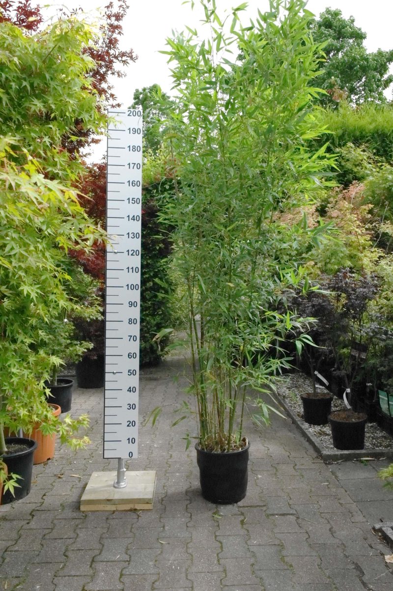 Bamboe Phyllostachys Aurea