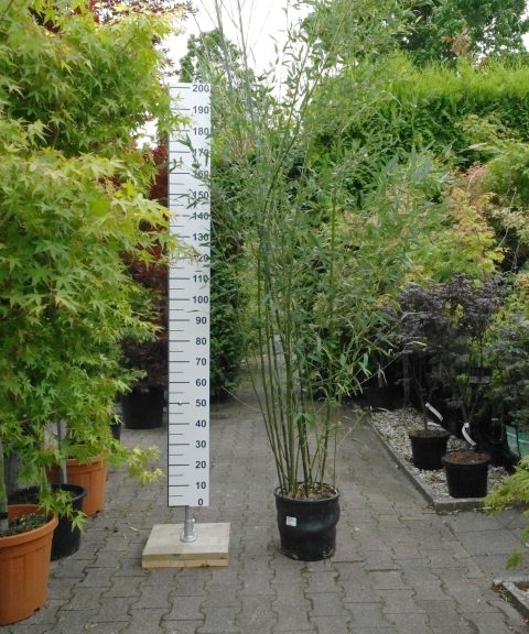 Bamboe Phyllostachys Bissetii