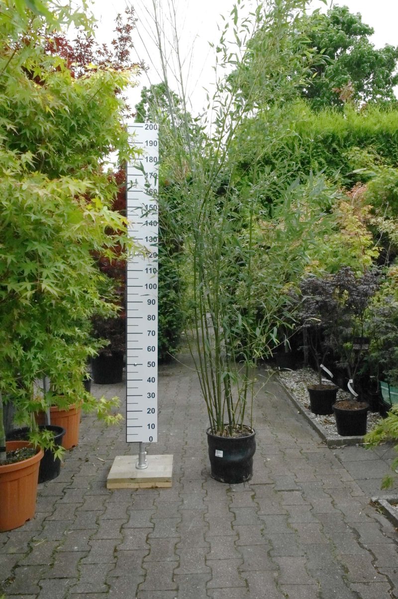 Bamboe Phyllostachys Bissetii