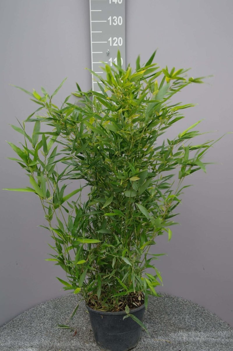 Bamboe Phyllostachys Bissetii