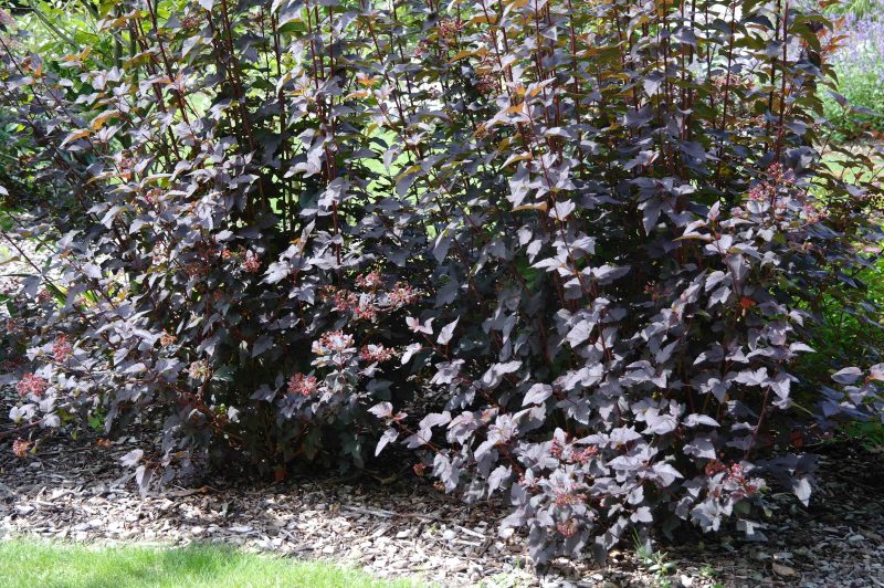 Physocarpus Op. Diable d'Or - Afbeelding 2