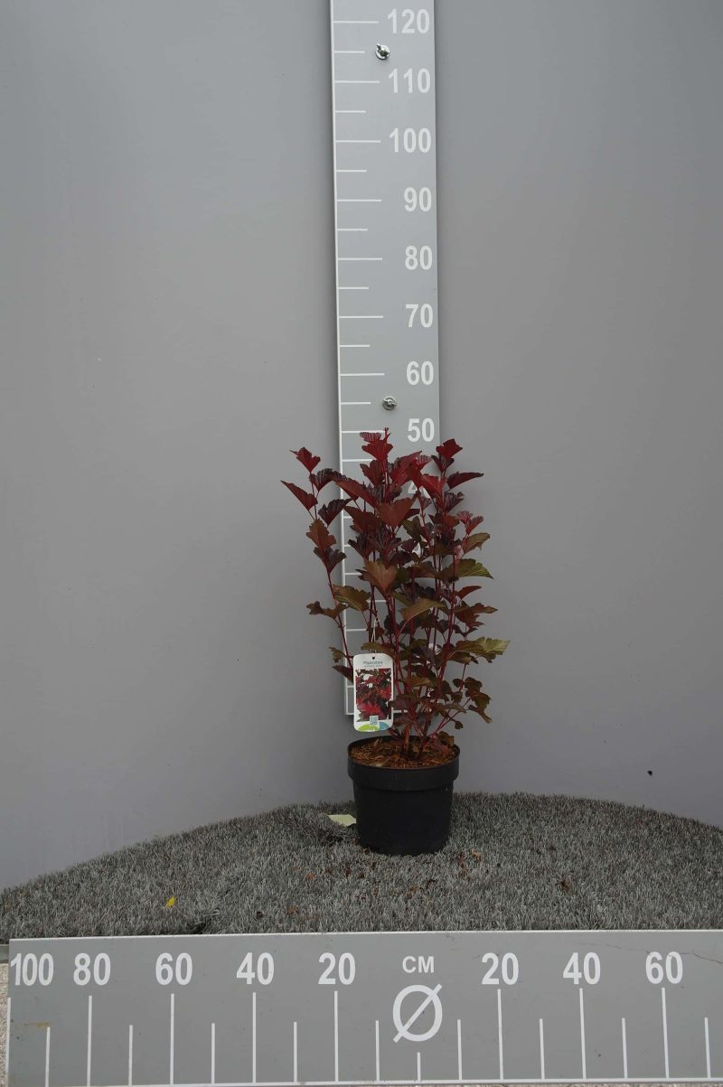Physocarpus op. André - Afbeelding 3