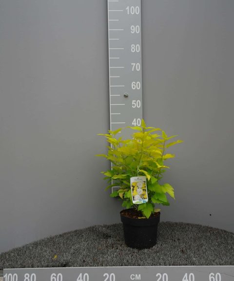Physocarpus Op. Dart's Gold