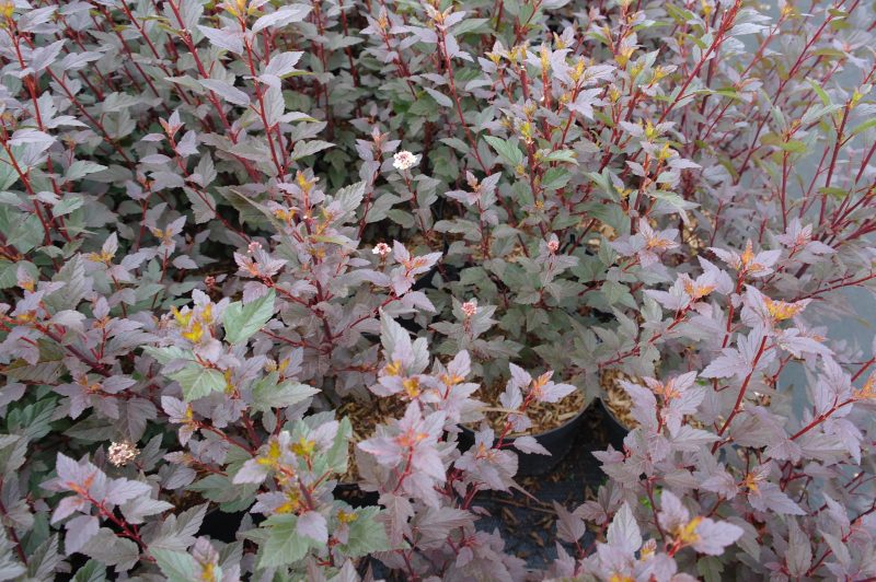 Physocarpus Op. Little Joker - Afbeelding 2