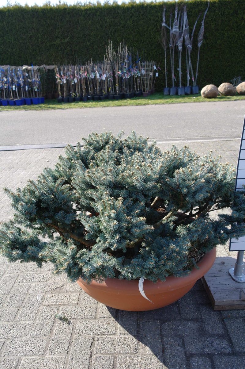 Picea Punguns Glauca - Afbeelding 2
