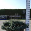 Picea Punguns Glauca