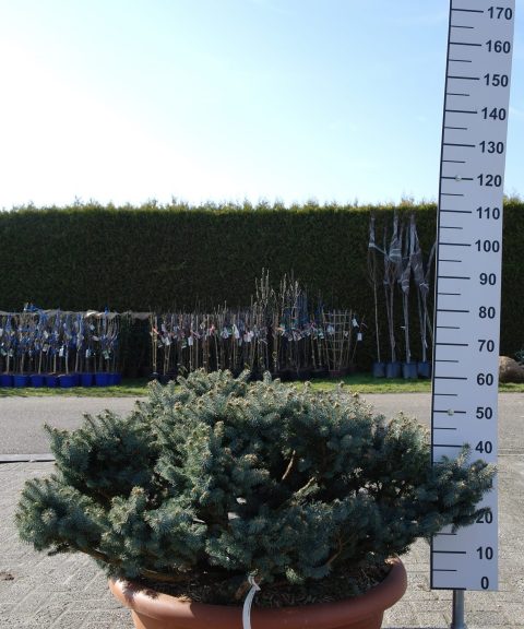 Picea Punguns Glauca