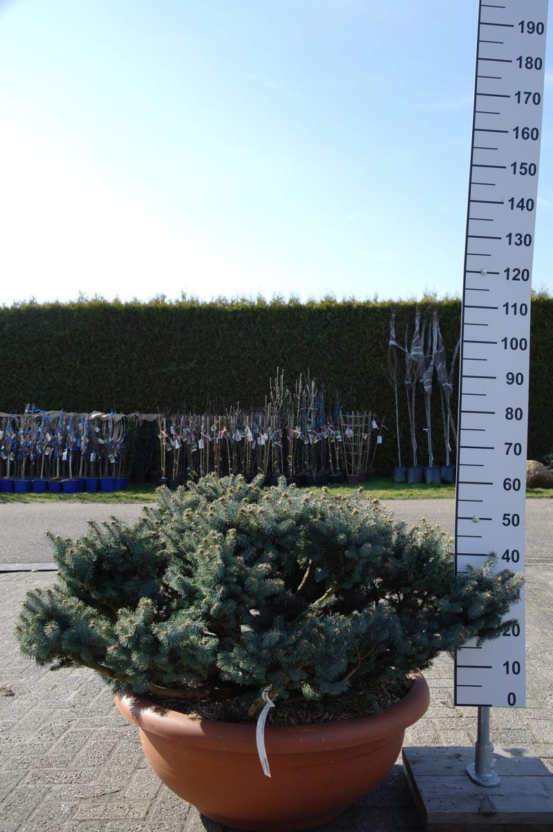 Picea Punguns Glauca