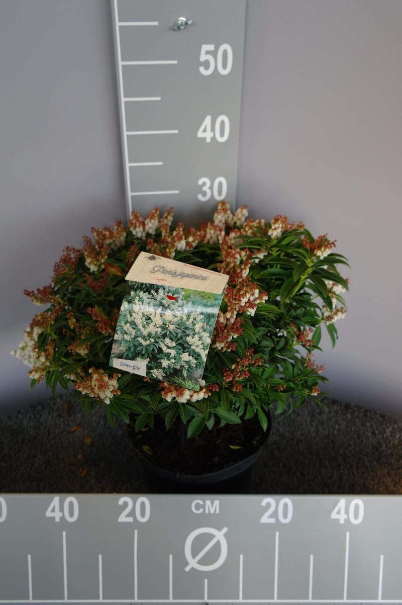 Pieris Japonica 'Cupido' - Afbeelding 2