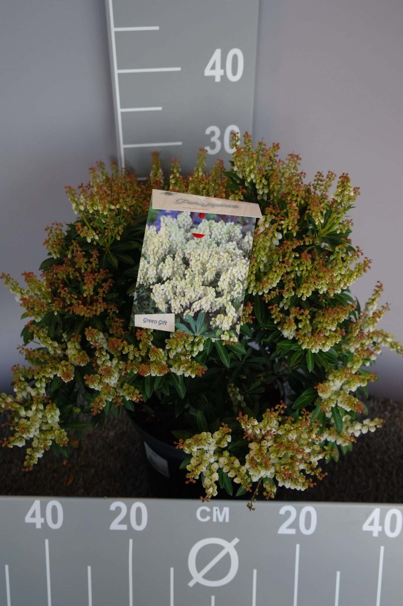 Pieris japonica 'Debutante' - Afbeelding 2