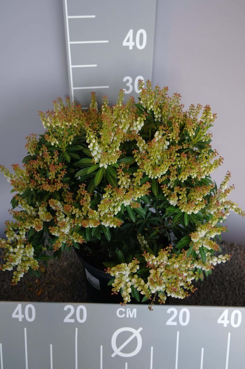 Pieris japonica 'Debutante'