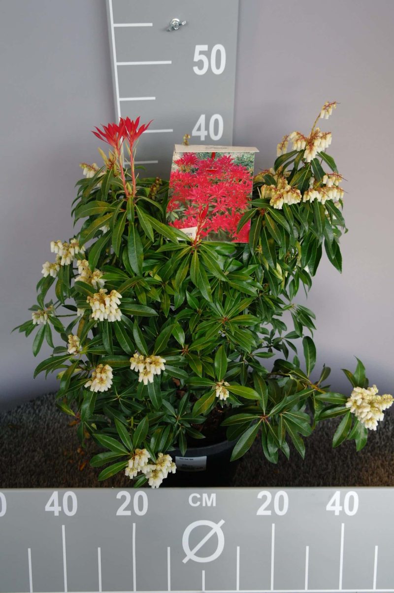 Pieris 'Forest Flame' - Afbeelding 2