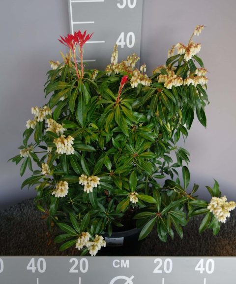Pieris 'Forest Flame'