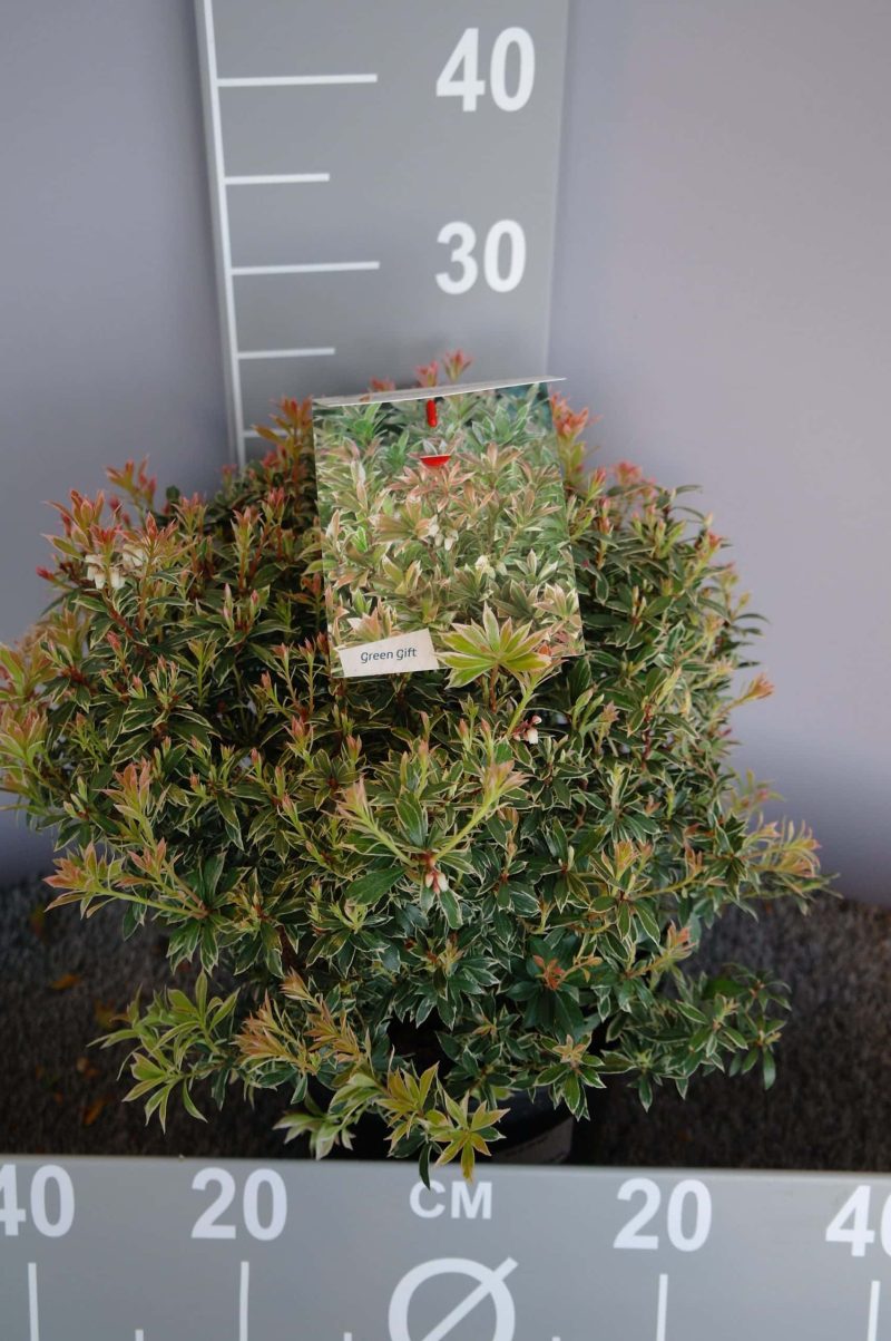 Pieris japonica 'Little Heath' - Afbeelding 2