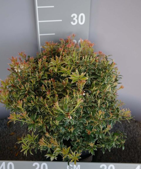 Pieris japonica 'Little Heath'