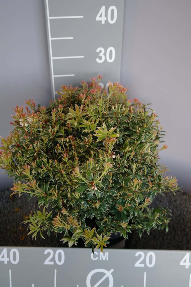 Pieris japonica 'Little Heath'