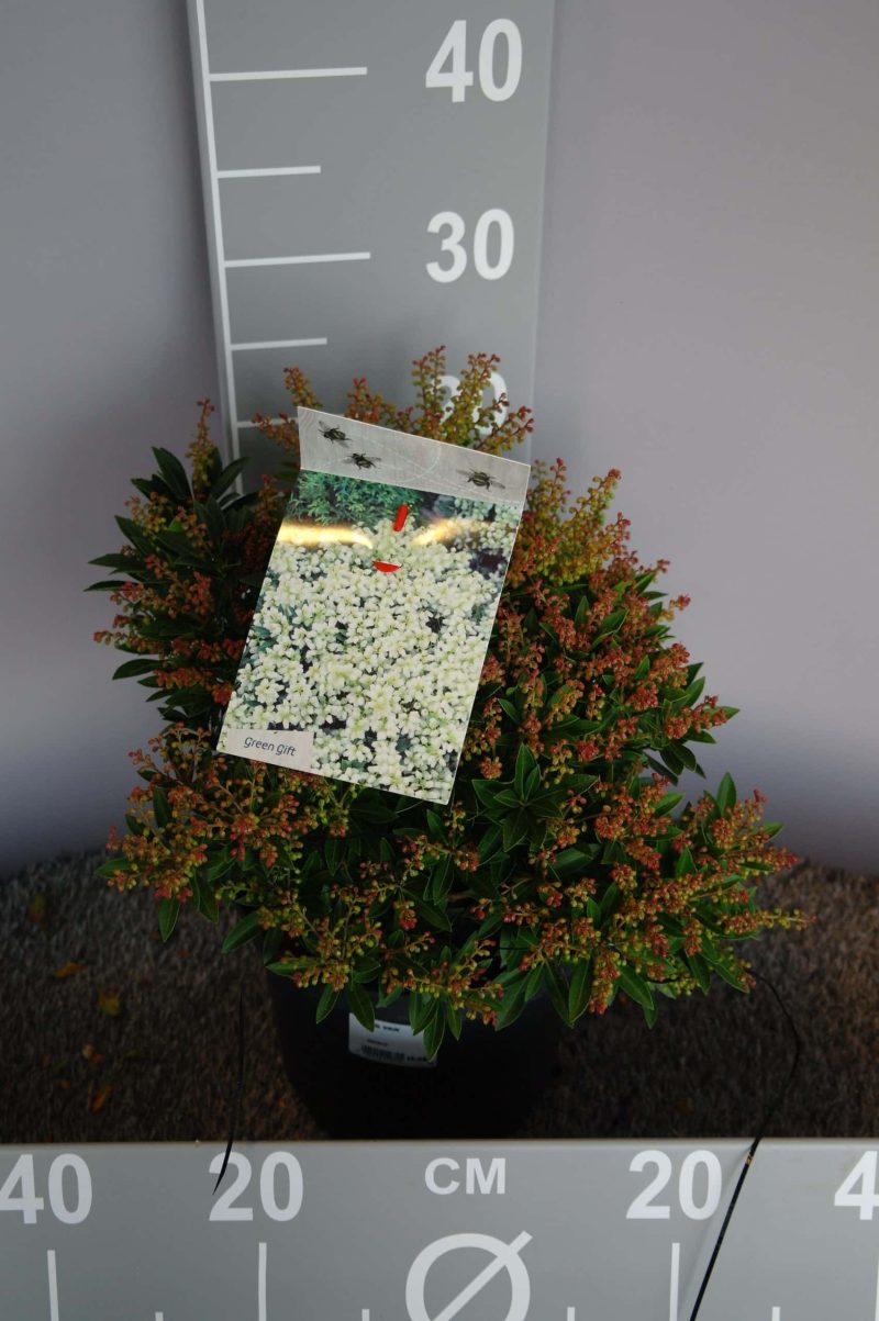 Pieris japonica 'Prelude' - Afbeelding 2