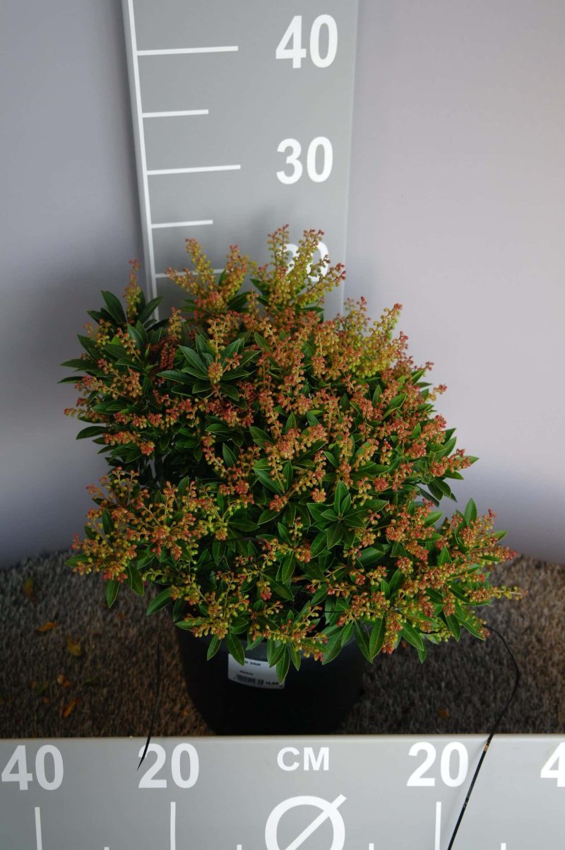 Pieris japonica 'Prelude'