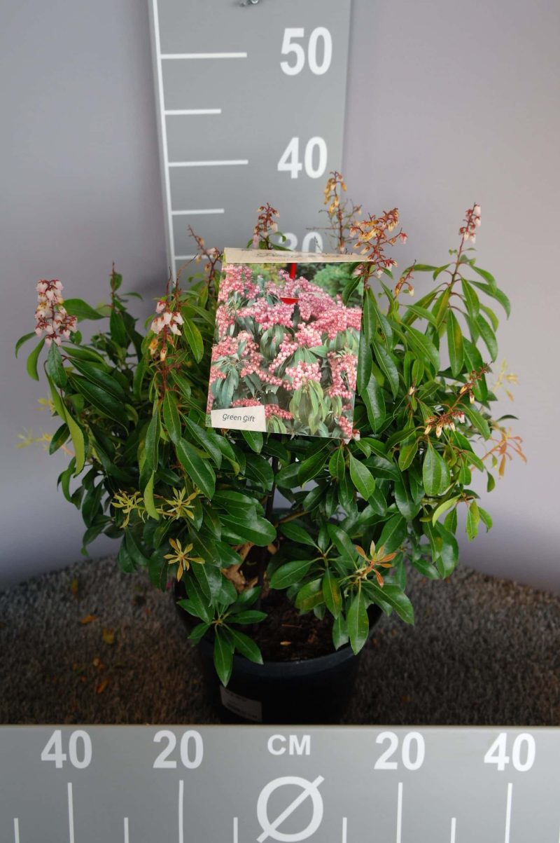 Pieris japonica 'Valley Rose' - Afbeelding 2