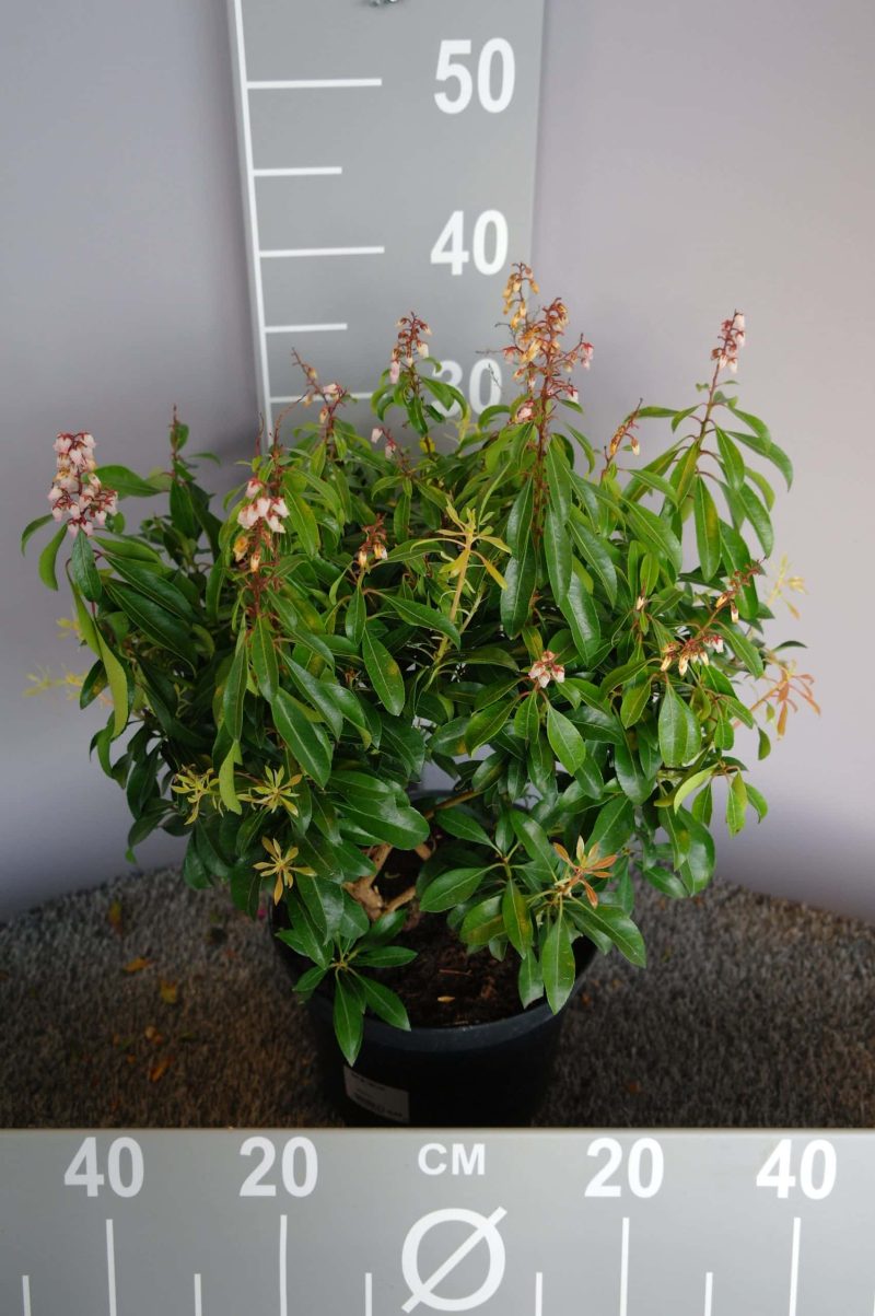 Pieris japonica 'Valley Rose'