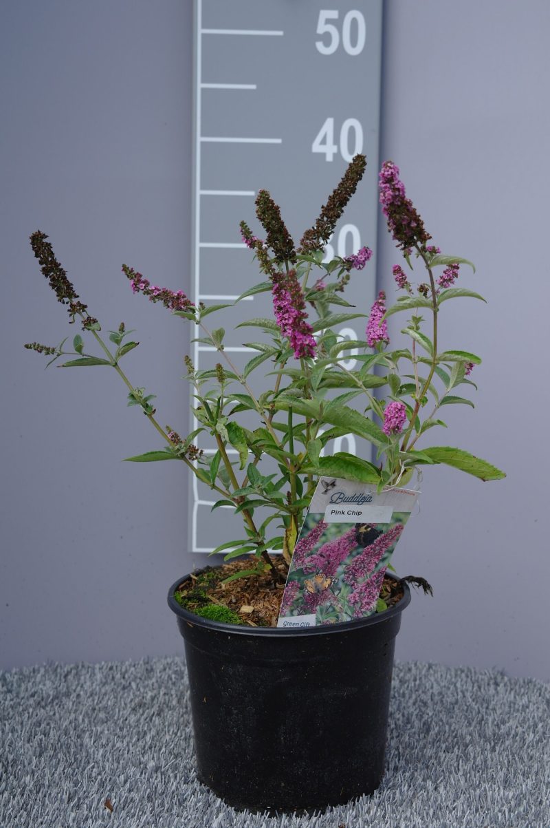 Buddleja davidii 'Pink Chip'