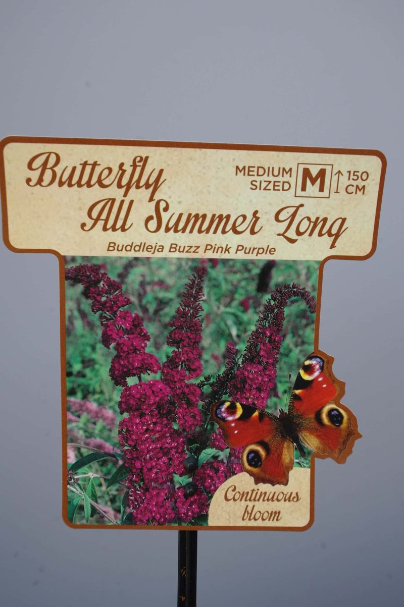Buddleja 'Buzz Pink Purple'  - vlinderstruik - Afbeelding 2