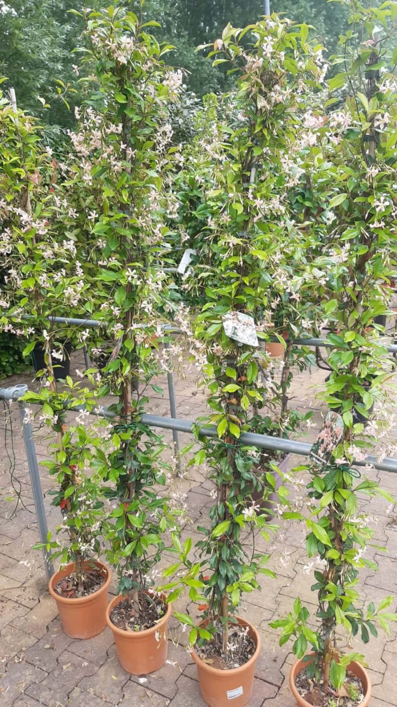 Trachelospermum Jasminoides 'Pink showers' op stok - Afbeelding 4