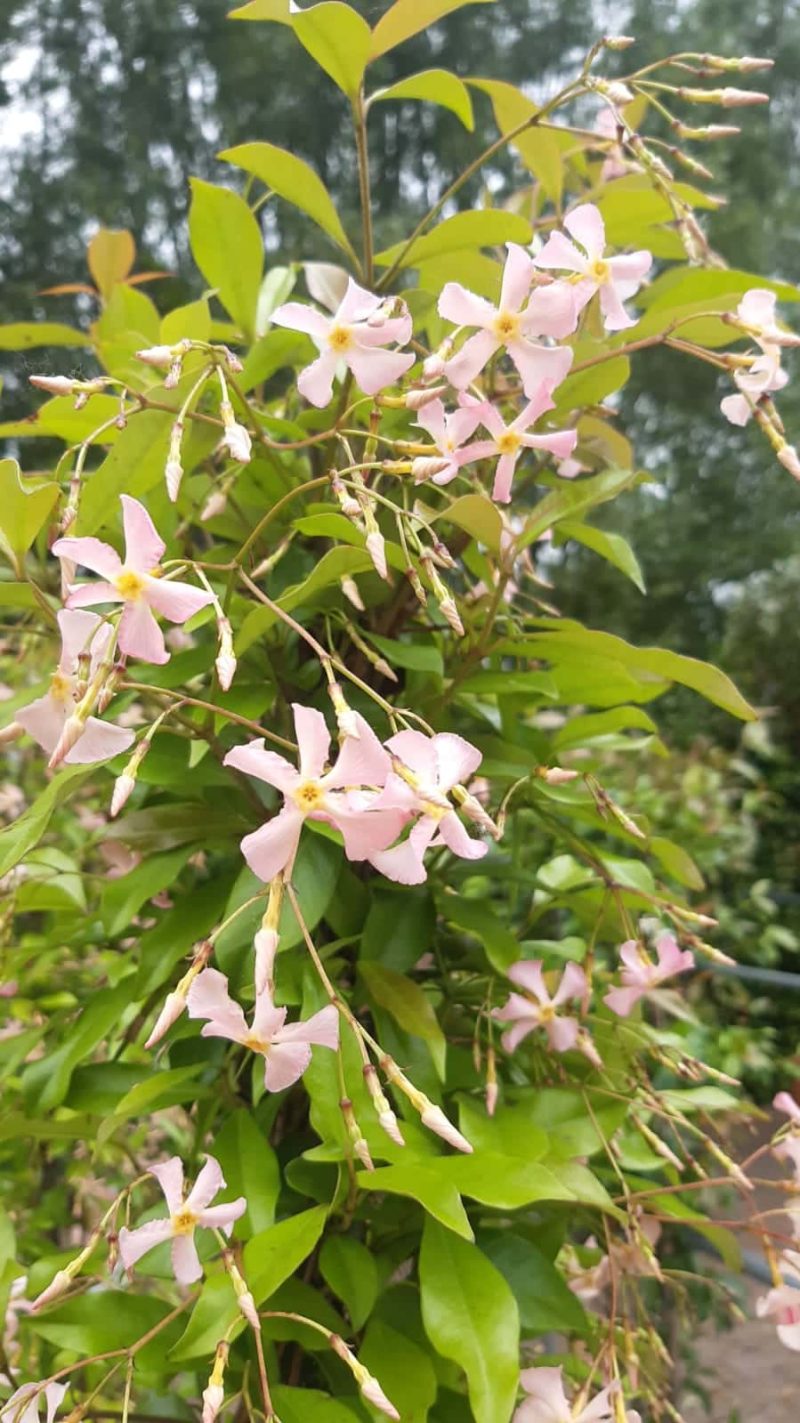 Trachelospermum Jasminoides 'Pink showers' bamboe piramide - Afbeelding 4