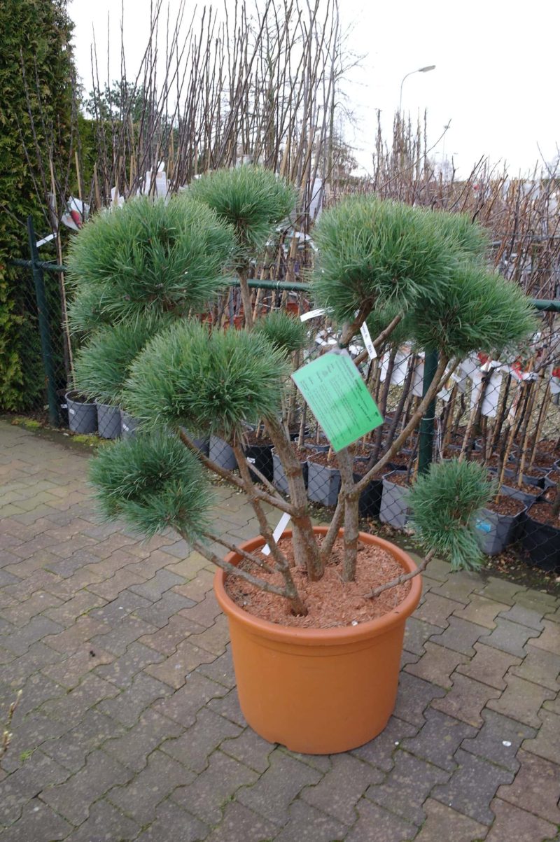 Pinus Bonsai