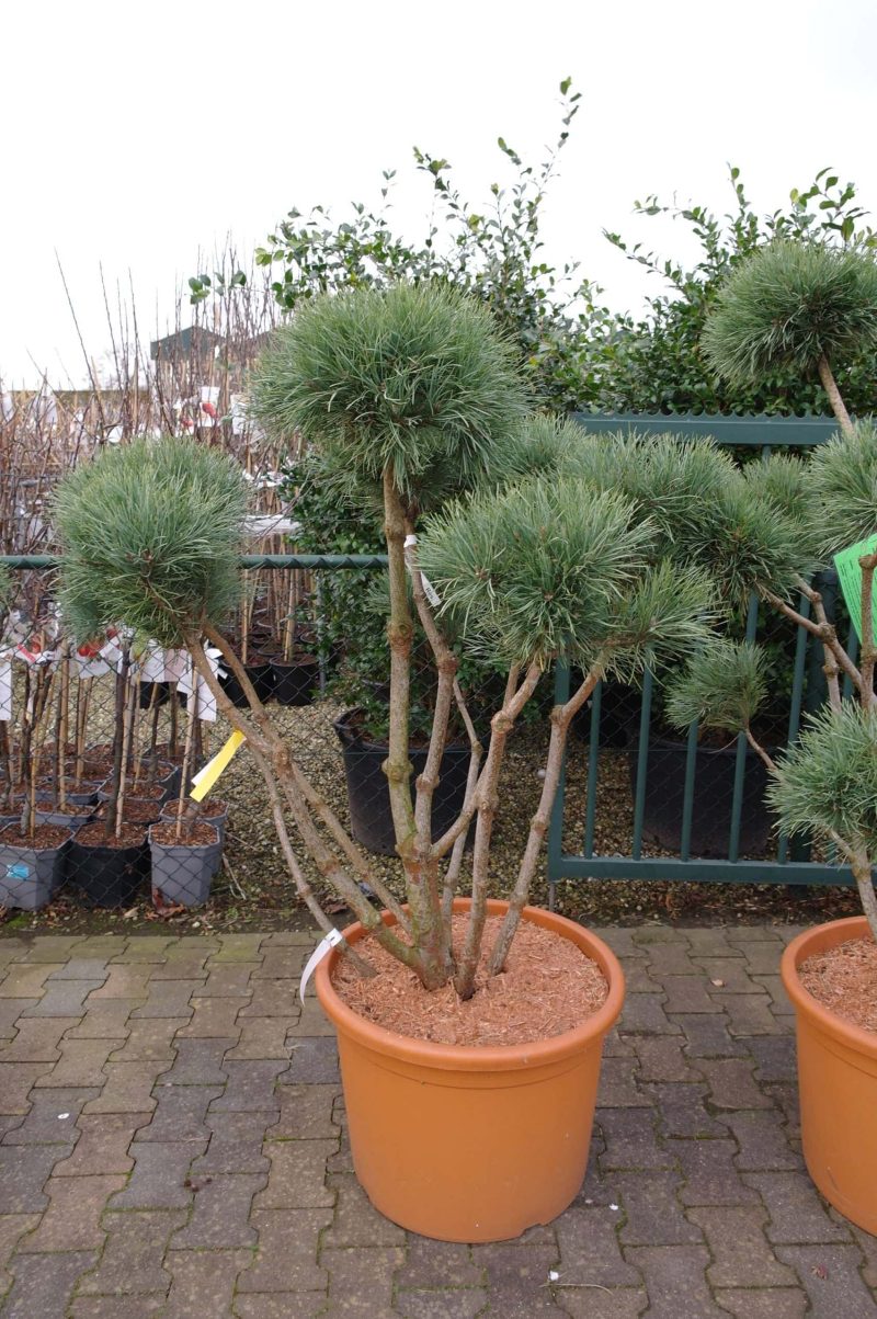 Pinus Bonsai