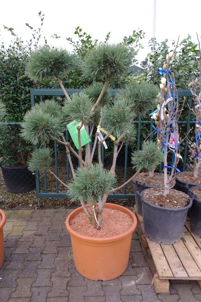 Pinus Bonsai