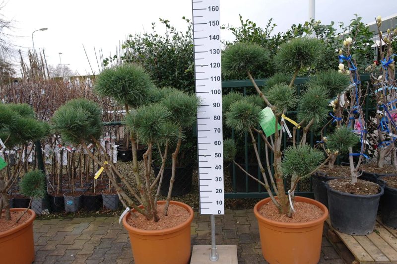 Pinus Bonsai - Afbeelding 2