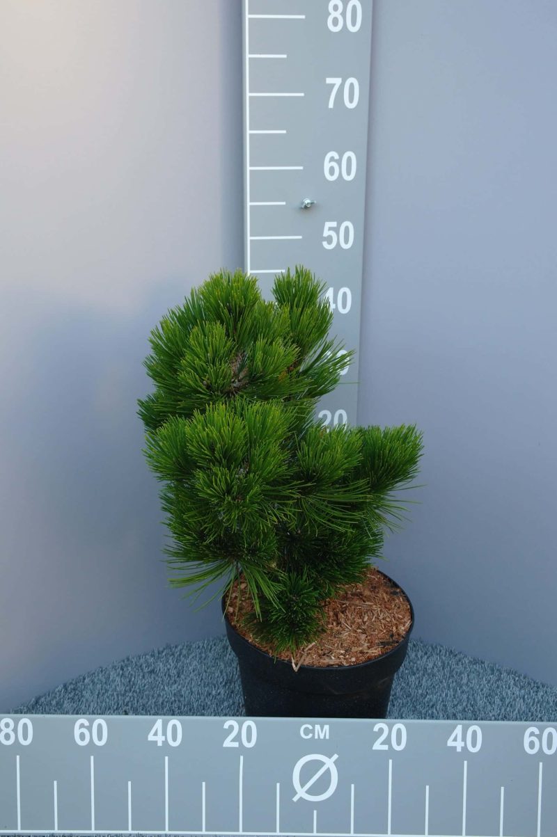 Pinus leucodermis 'Compact Gem'