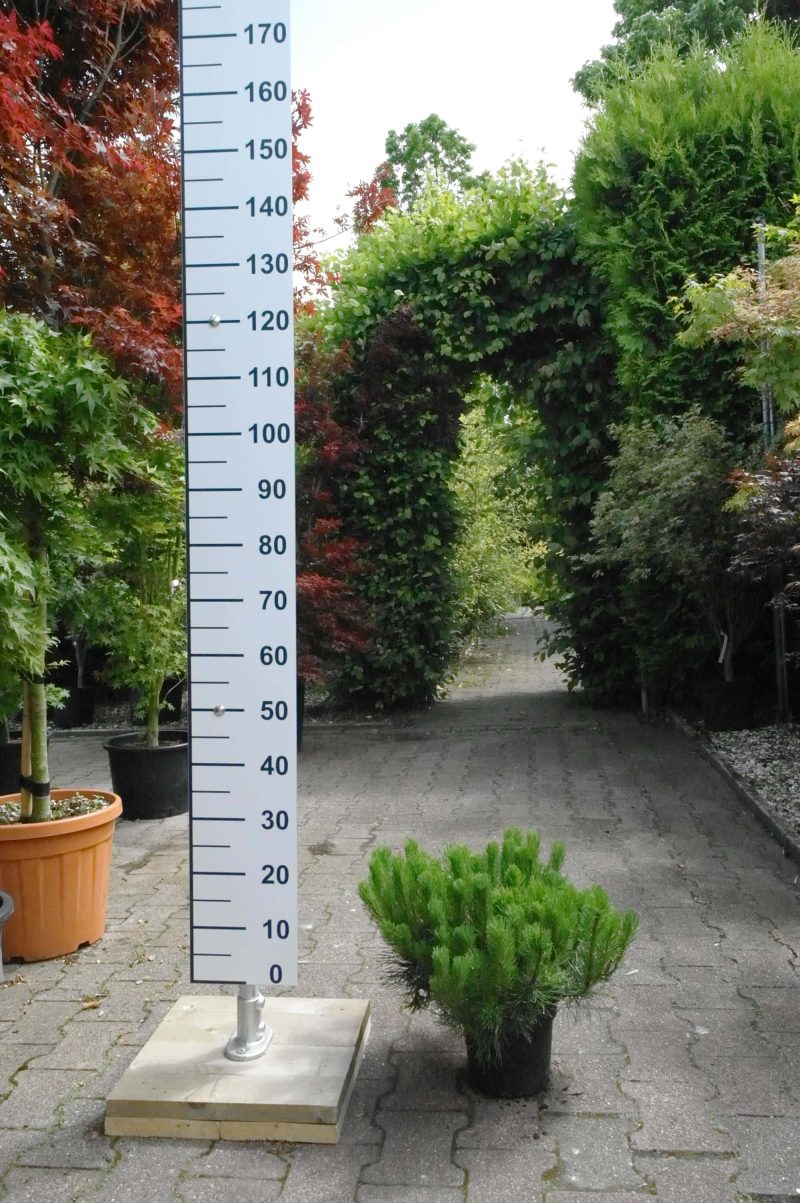 Pinus Mugo pumillio - Afbeelding 2