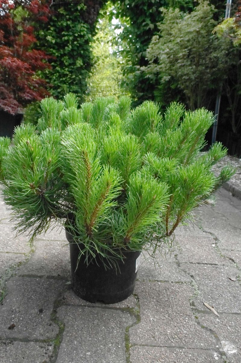 Pinus Mugo pumillio
