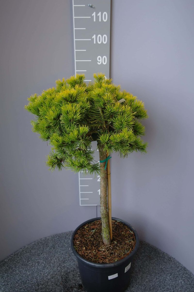 Pinus Mugo pumillio 'Wintergold' op stam
