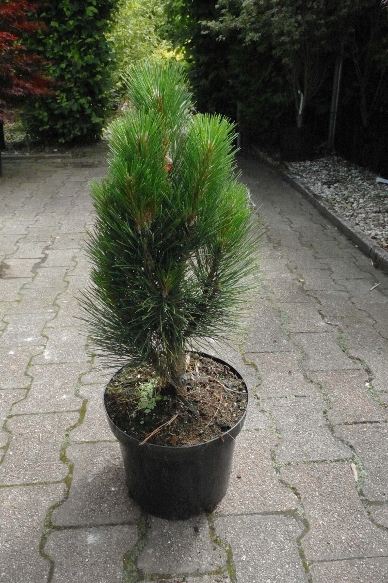Pinus Nigra Green Tower