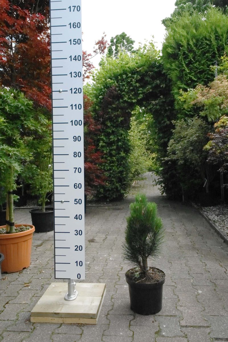 Pinus Nigra Green Tower - Afbeelding 2