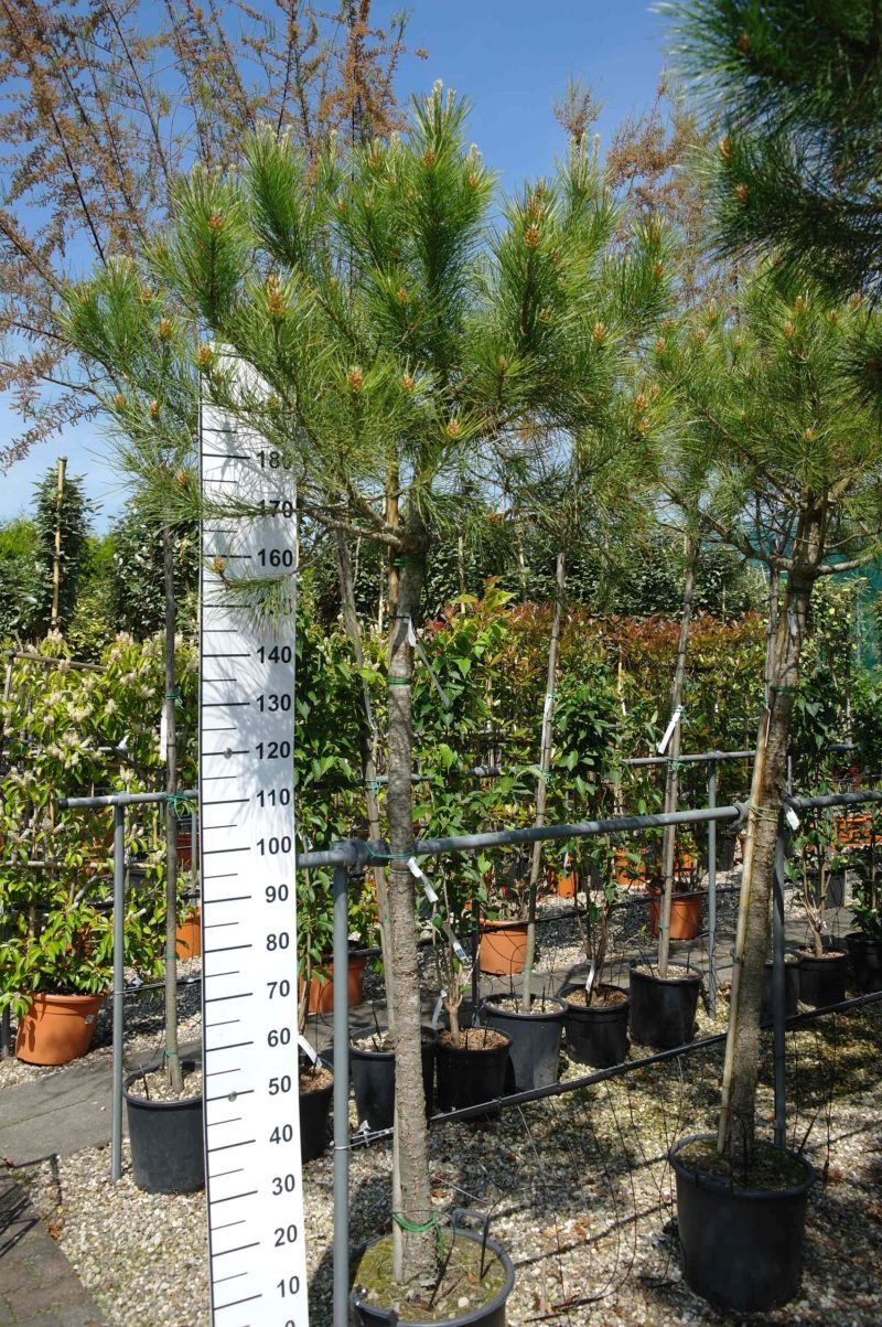Pinus Pinea