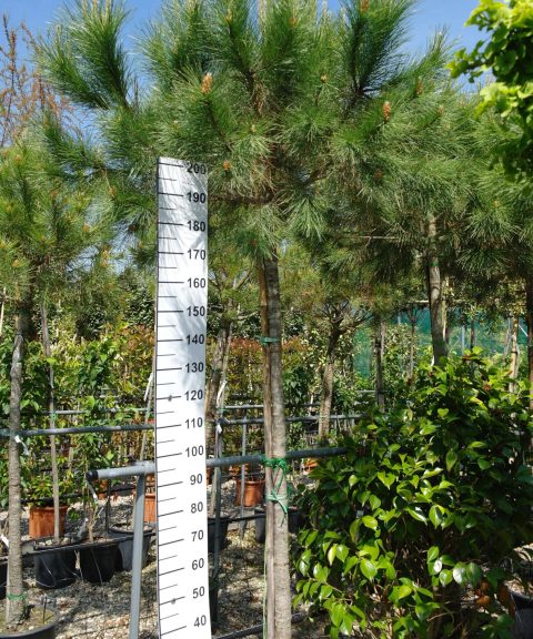 Pinus Pinea - Parasolden