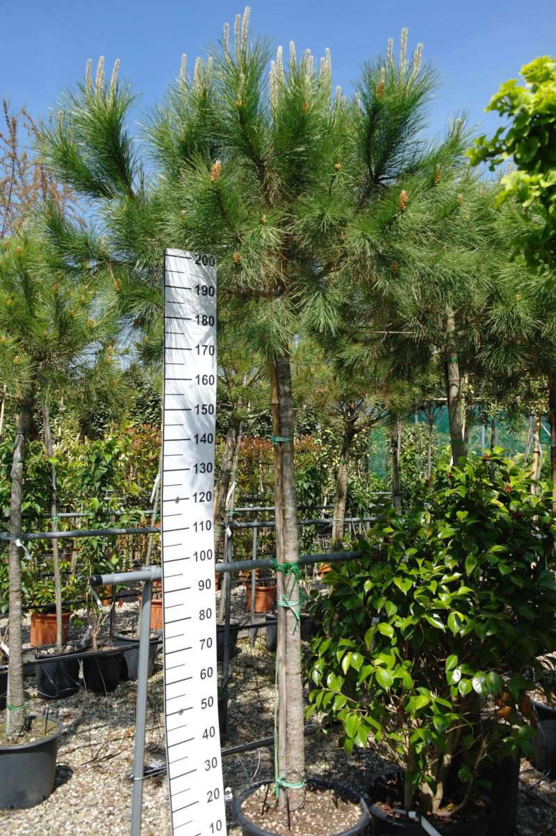 Pinus Pinea stamhoogte 180 cm stamomtrek 25 cm - Parasolden