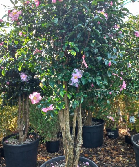 Camellia Sasanqua 'Plantation pink'