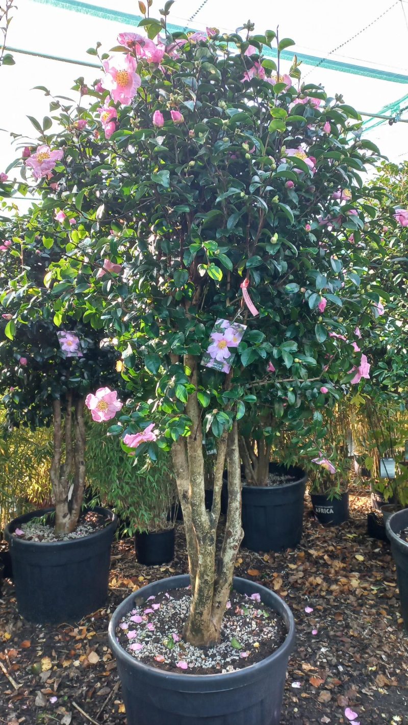 Camellia Sasanqua 'Plantation pink'