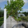 Platanus hispanica 'Alphen's Globe'