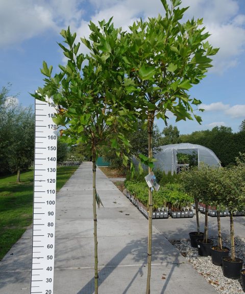 Platanus hispanica 'Alphen's Globe'